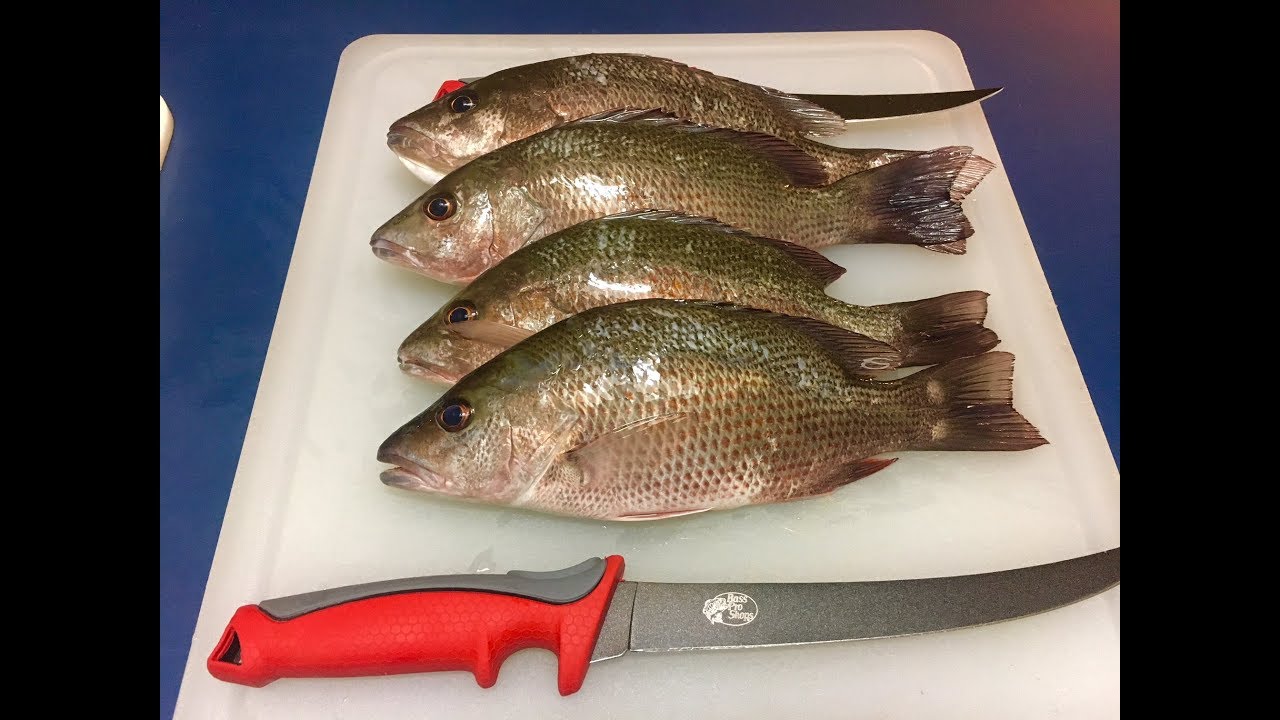 Catch and Cook Mangrove Snapper