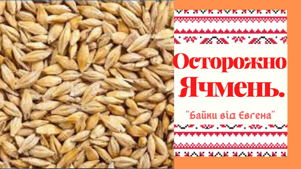 Опасность для Голубей в обычном кормлении - ячмень  и семечка  , и именно его качестве и формы и тп.