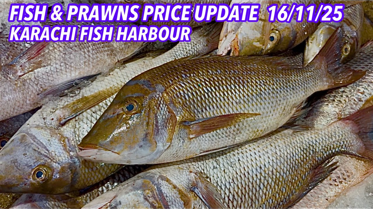 FISH & PRAWNS PRICE UPDATE KARACHI FISH HARBOUR 