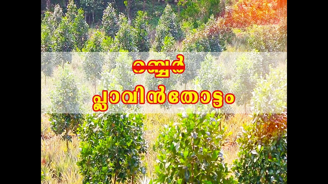റബ്ബർ തോട്ടം ടു പ്ലാവിൻ തോട്ടം