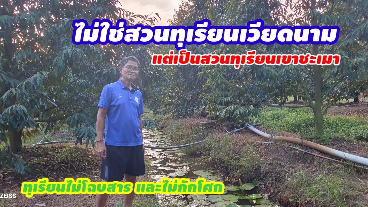 นึกว่าเป็นสวนทุเรียนเวียดนาม แต่เป็นสวนทุเรียนเขาชะเมาระยอง