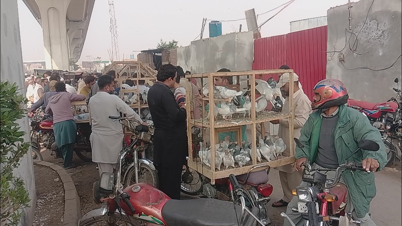 Multan kabootar mandi | Aseel kabootar mandi Multan | Ch Junaid aseel pegions |