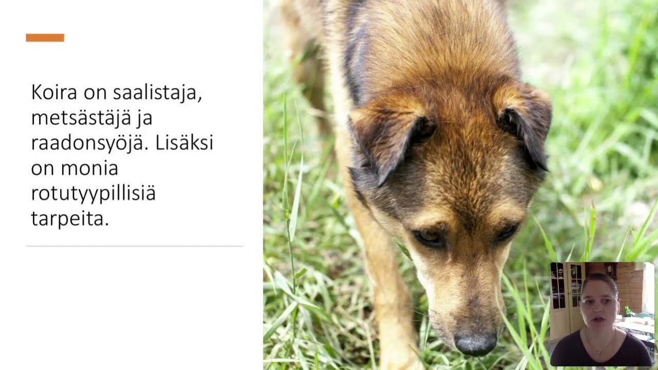 Koiran virikkeistäminen