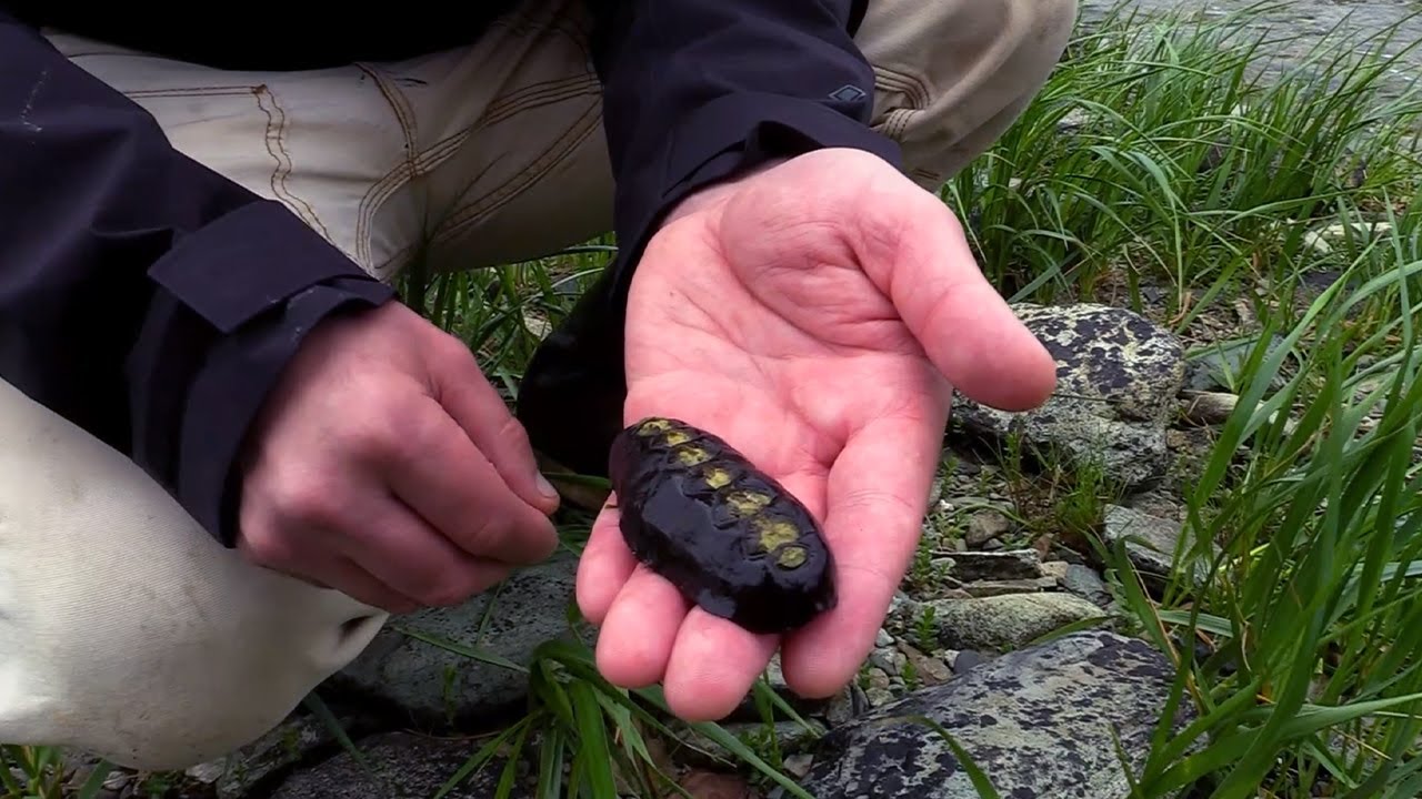 How to Cook and Clean Gumboot Chiton
