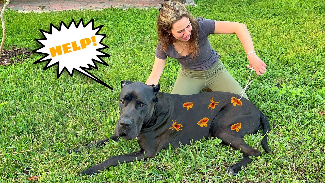 GIANT TICKS ATTACK MY ANIMALS!