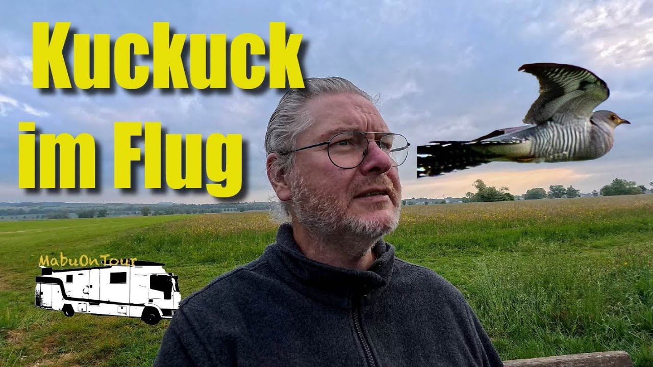 Vom Kuckuck umzingelt – Natur-Spektakel mit Kamera eingefangen!