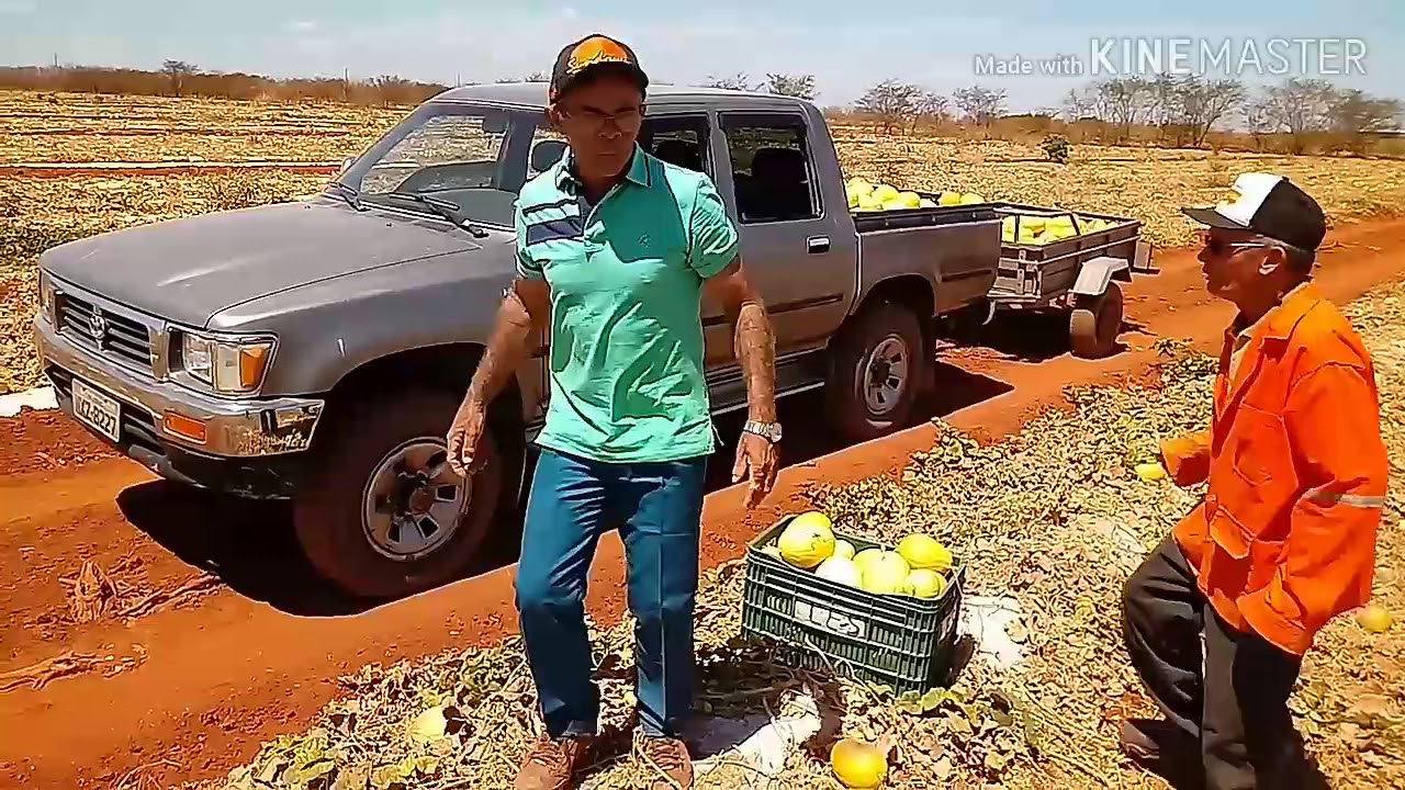 Bastidores: Seu Mane e Seu António catando melão