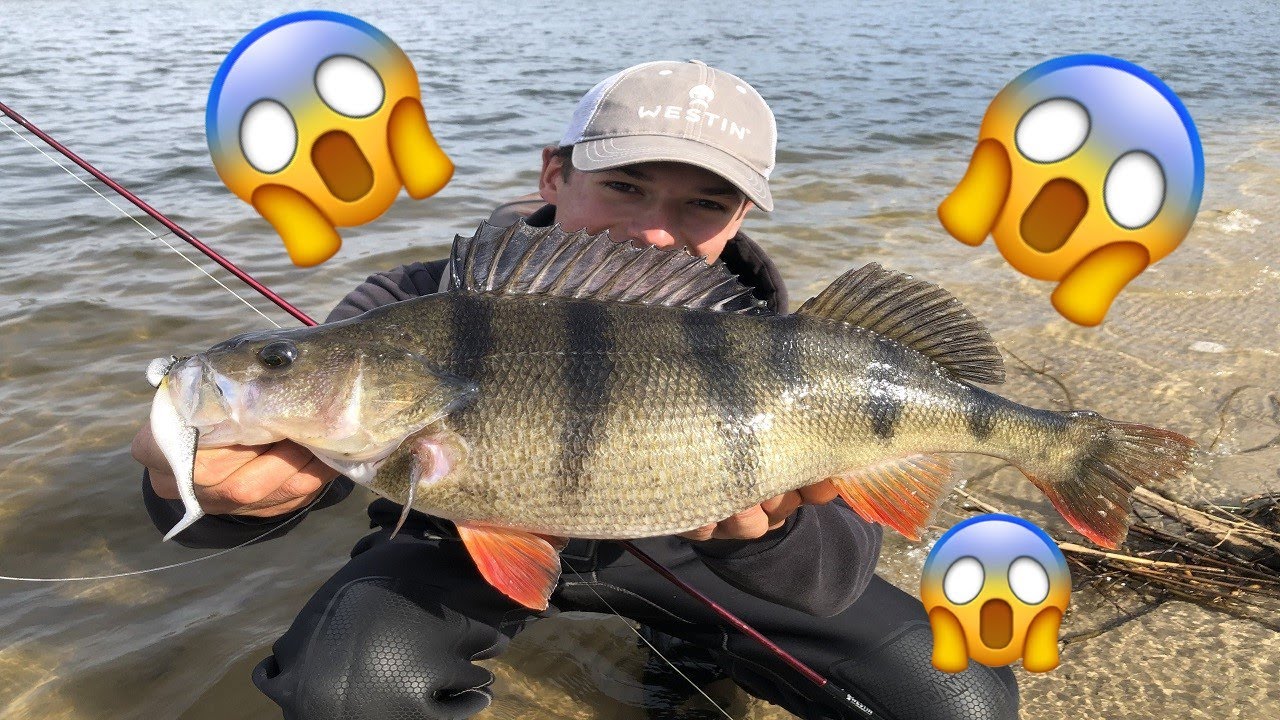 Those Strikes Are INSANE!!! Big Pike Fishing With Small Softbaits On Heavy Jigs, part 2. Westin