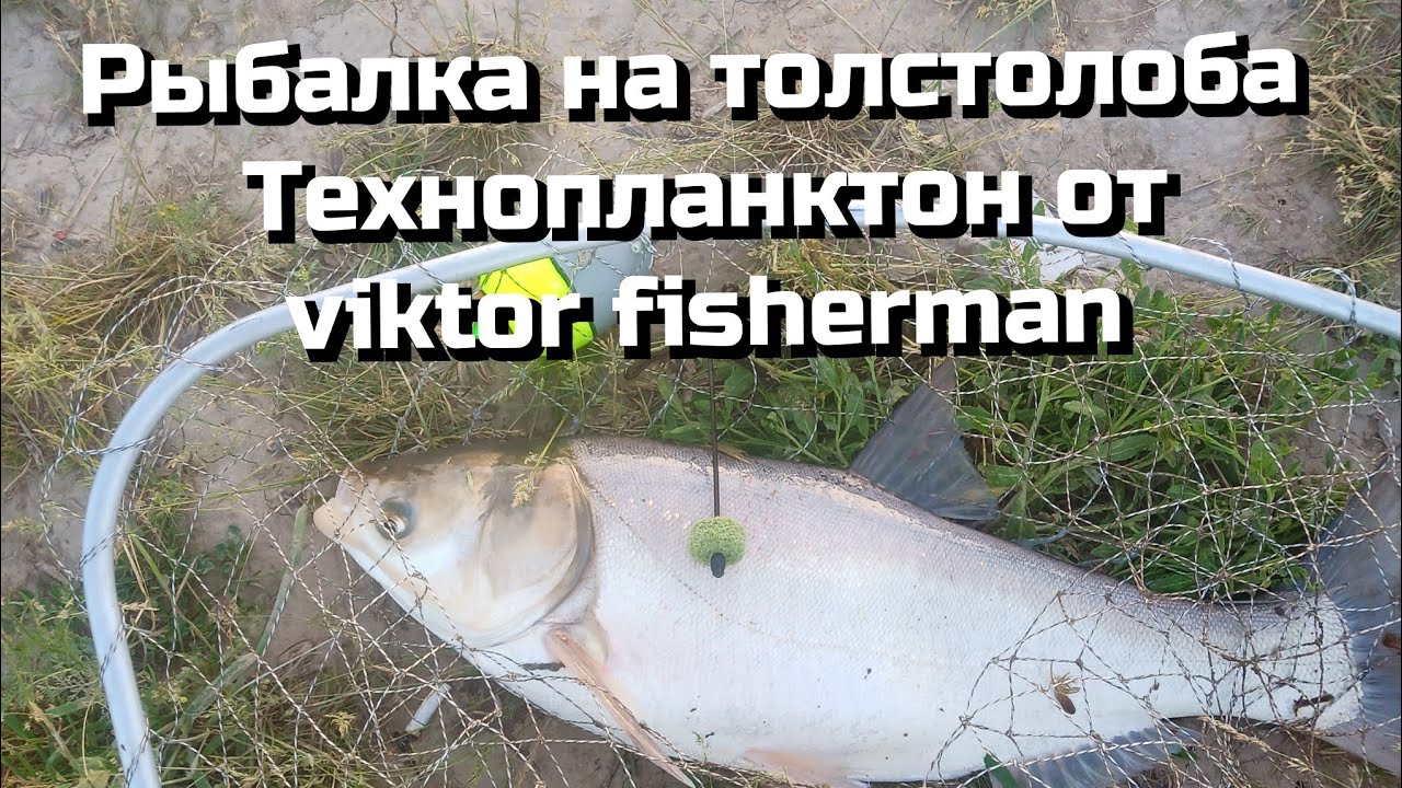 Толстолоб клевал на каждом забросе. Сезон открыт.