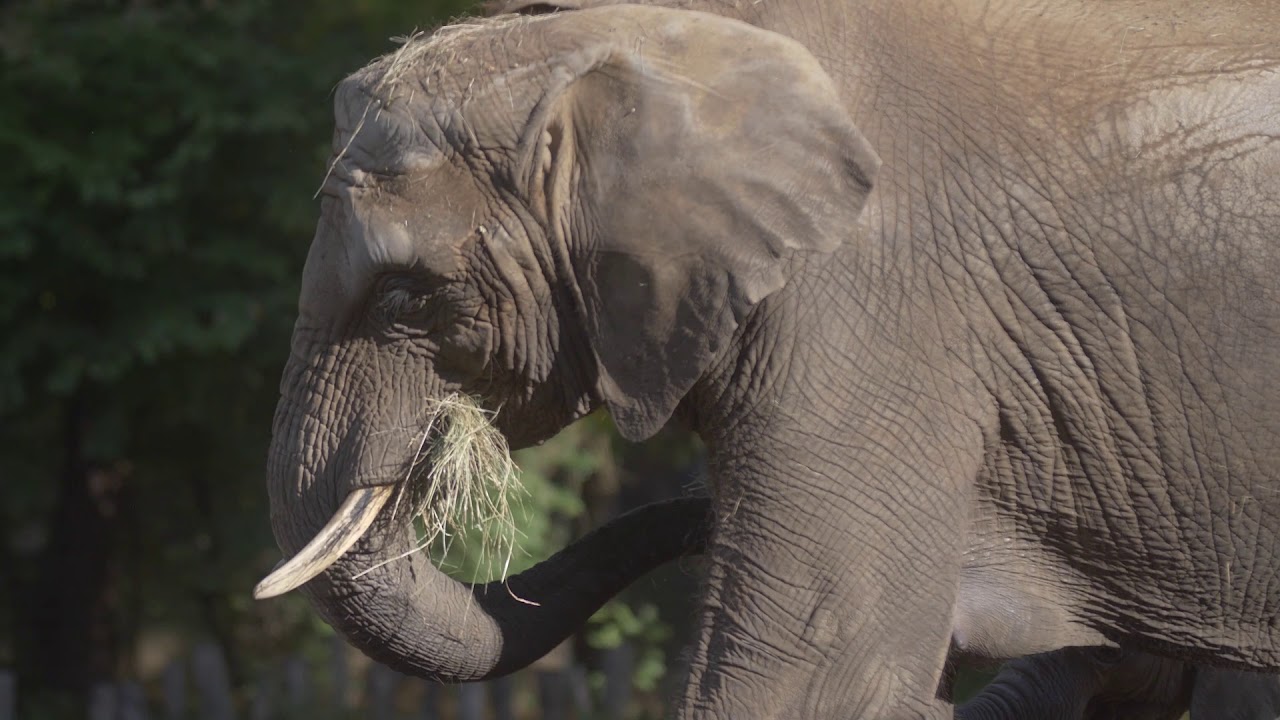 Nyíregyházi Állatpark ZOO TV 1. rész - Az elefántok