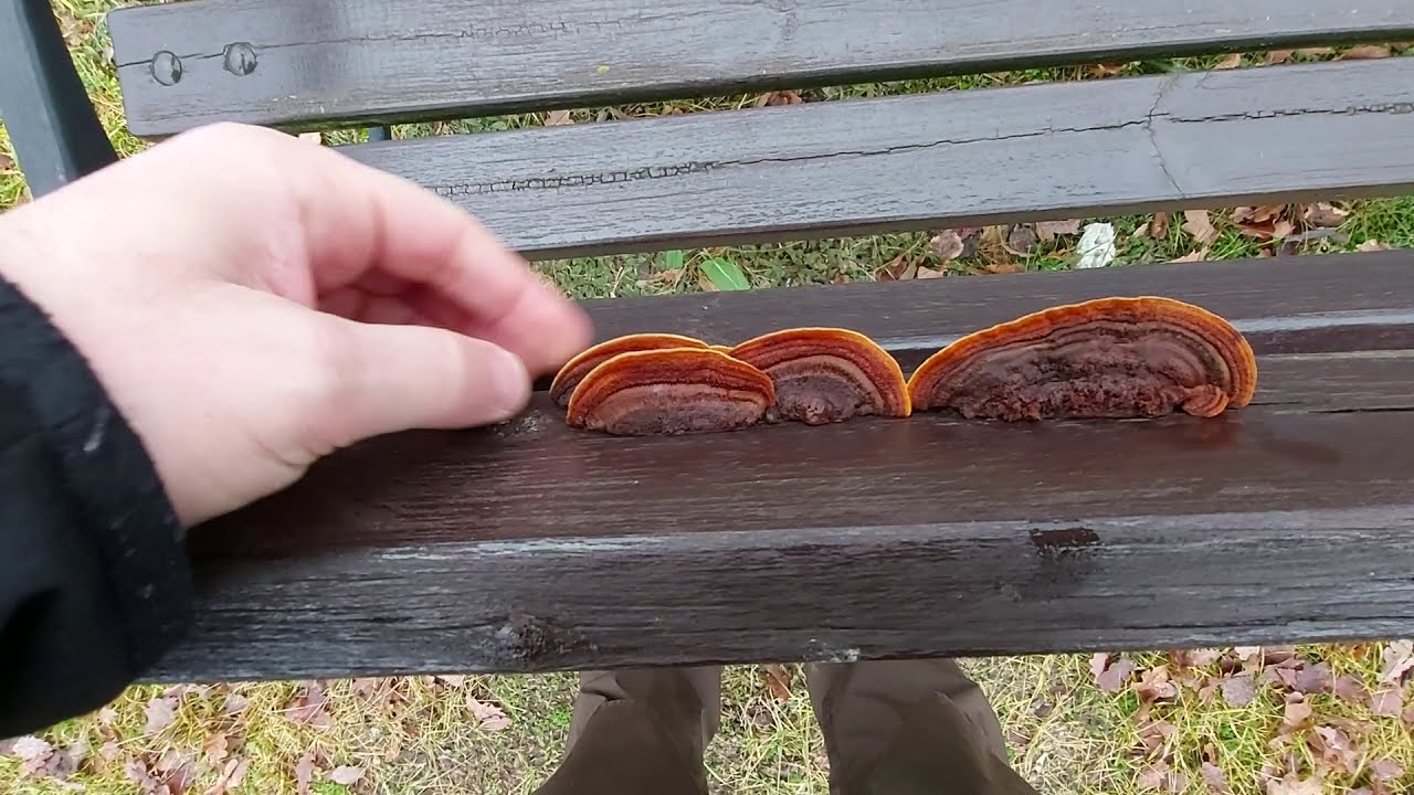 A kto nam niszczy płoty i ogrodzenia...?Niszczyca płotowa (Gleophyllum sepiarium). Badanie drewna.