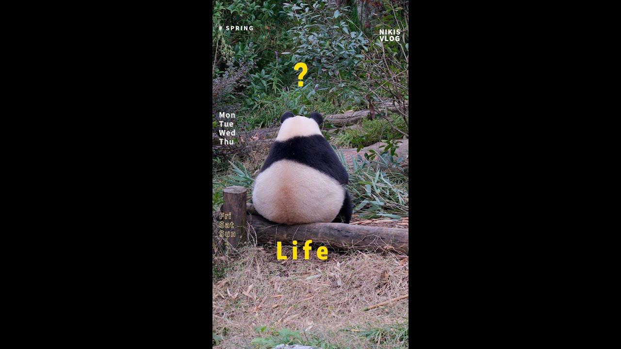 11日带看  今天玖菜花叶齐了 可惜北辰没正脸#panda#huahua#cute#大熊猫#animals