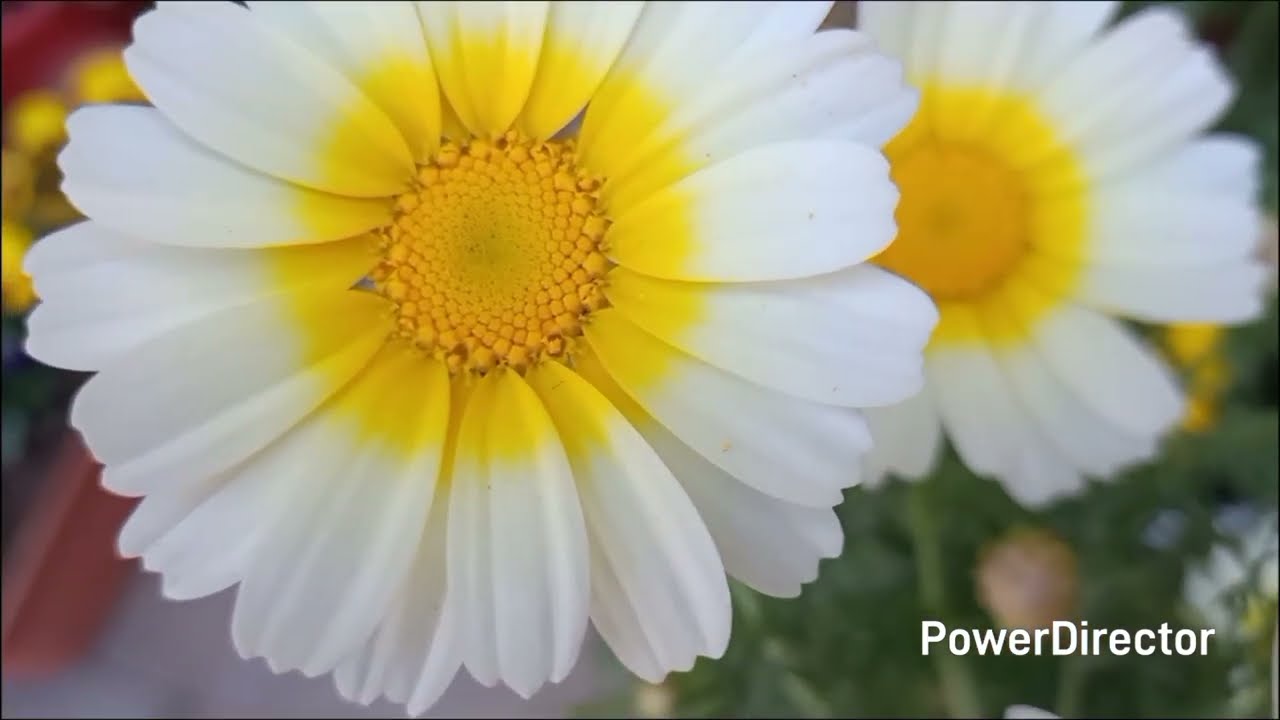 Chamomile grown from seeds to flowering in 3 months// Care with potting soil & fertilizer details 
