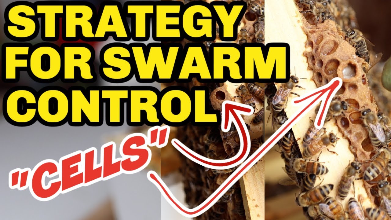 Beekeeping: How To Deal With Swarm Cells For Swarm Control