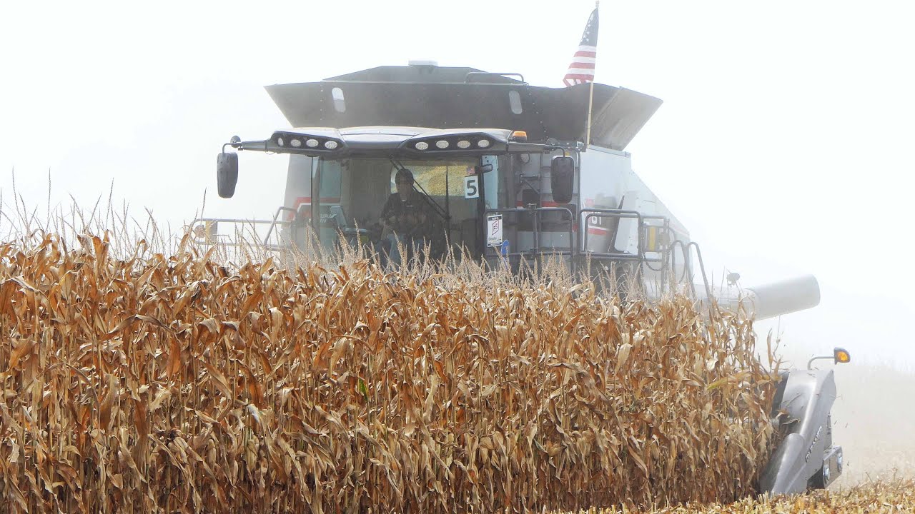 Gleaner T81 Combine in the field Harvesting Corn