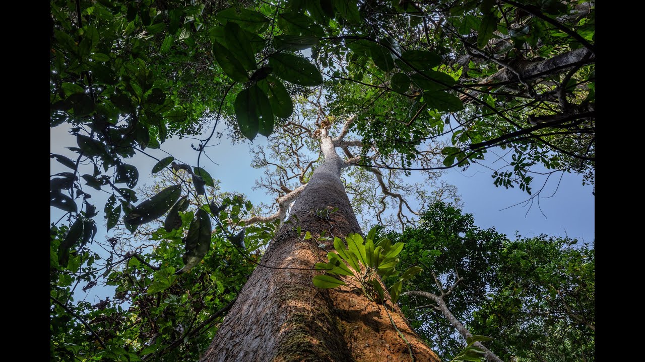 Eco Plus, le Parc national de Taï, la plus grande forêt primaire protégée d’Afrique de l’Ouest