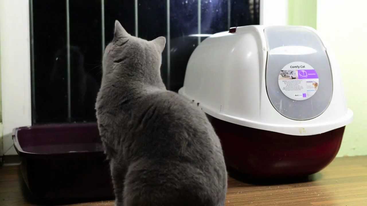 Thema: offene Katzentoilette vs geschlossene Katzentoilette (Teil 2/3) - der Test
