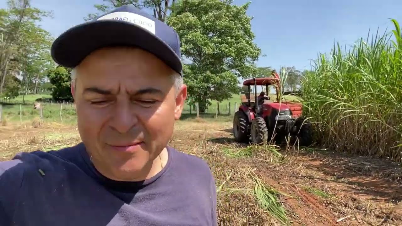 Cortando o BRS Capiaçu com forrageira de área
