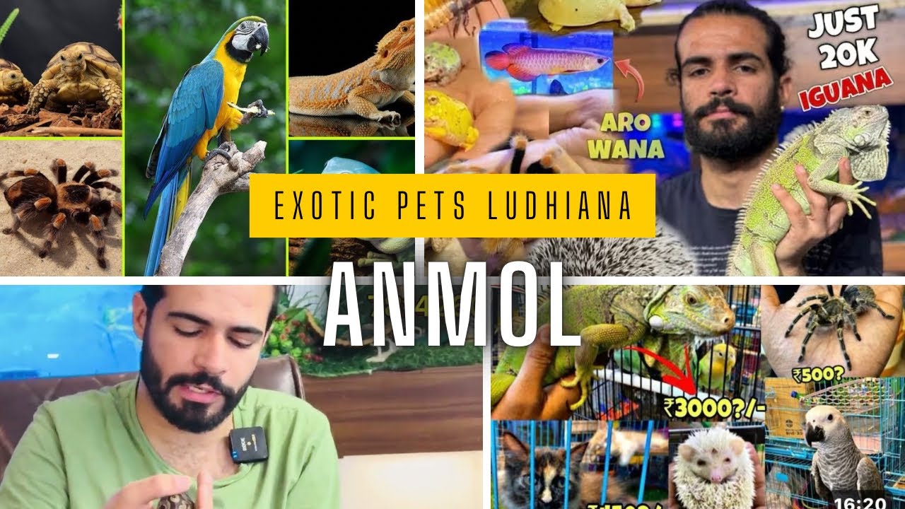 EXOTIC PETS LUDHIANA 😱LUDHIANA EXOTIC PETS ANMOL l BIRDS PETS AND REPTILES 😱