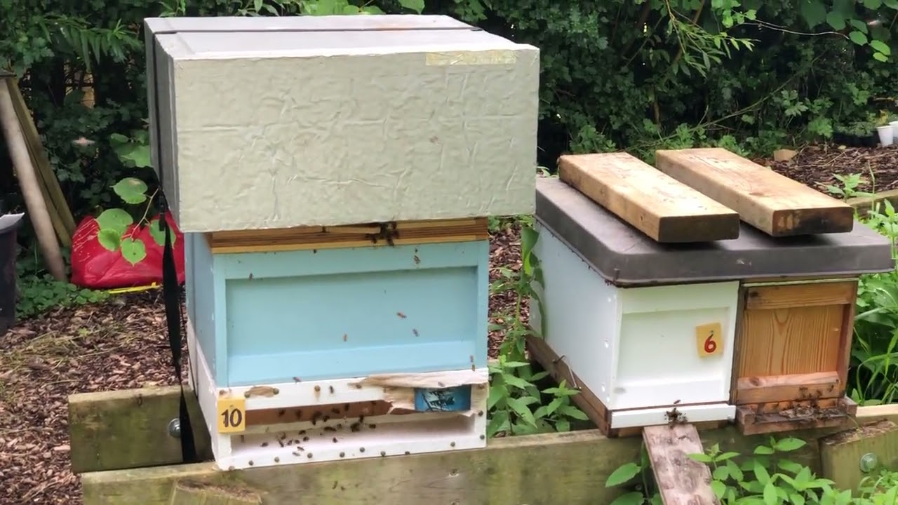A quick look around the Home Apiary - all good!