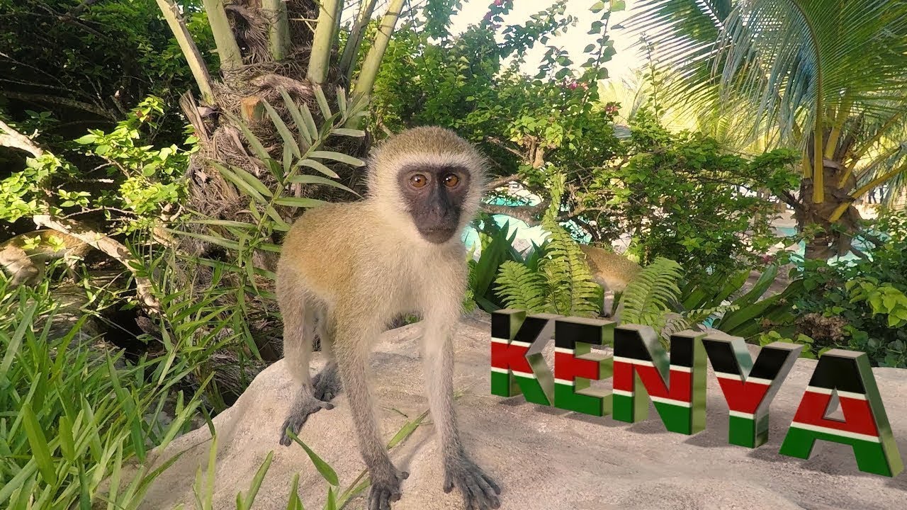 KENYA,SWAHILI BEACH, 4K, DIANI, MAVIC Pro, Drone footage from holiday in paradise