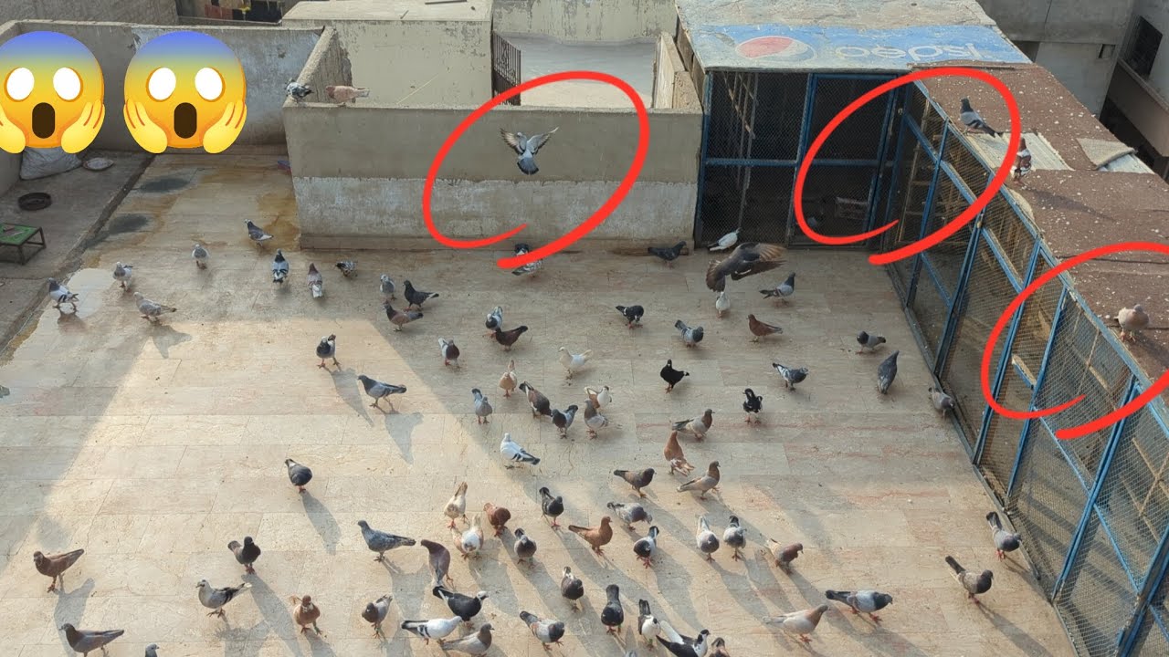New kabutar 🕊️🕊️🕊️😱😱😱