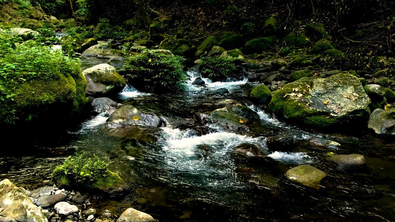 Natural River Sounds in a Lush Green Forest | Stress Relief