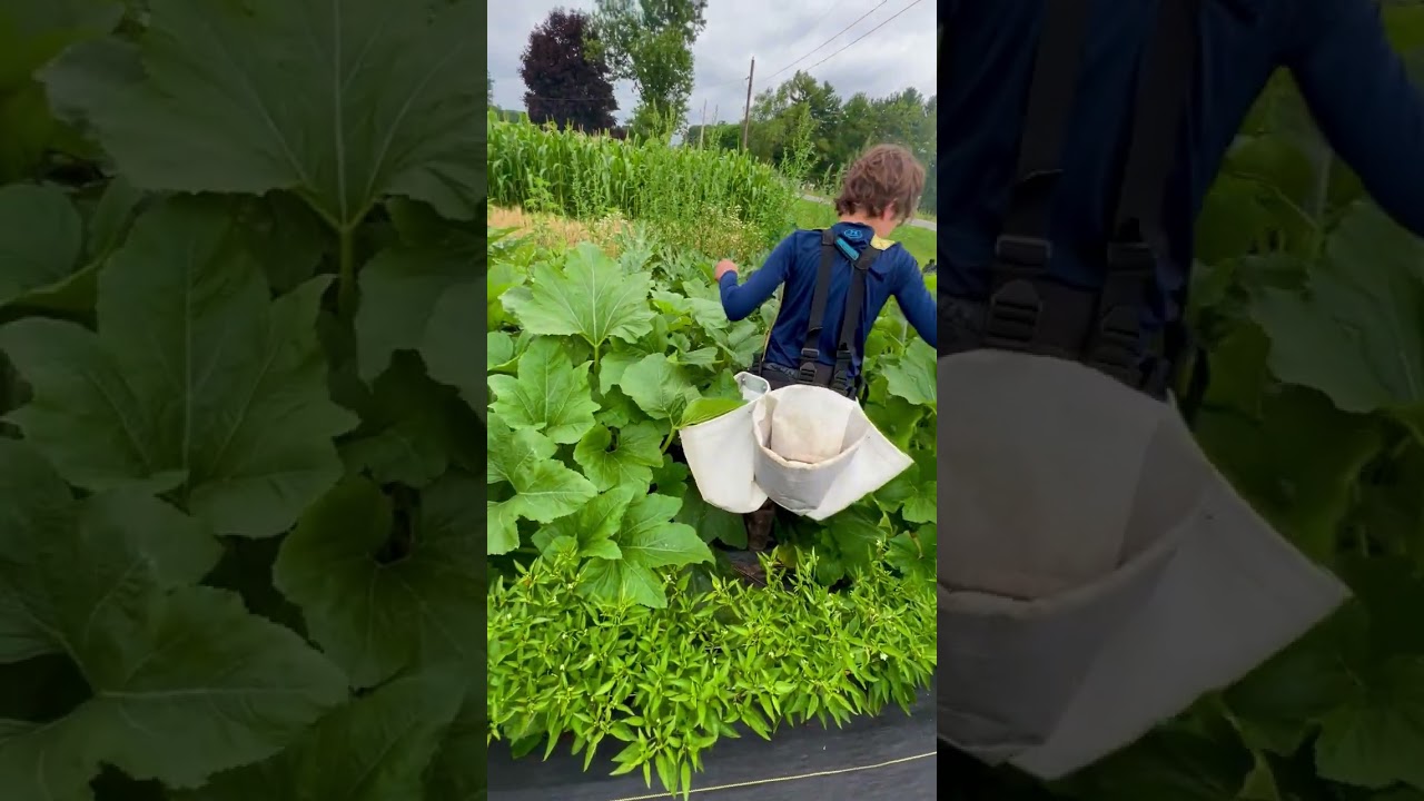 Summer Squash Harvest #farmer #farmer #grow #gardener #michigan #shorts #gardeningtips #gardening :)