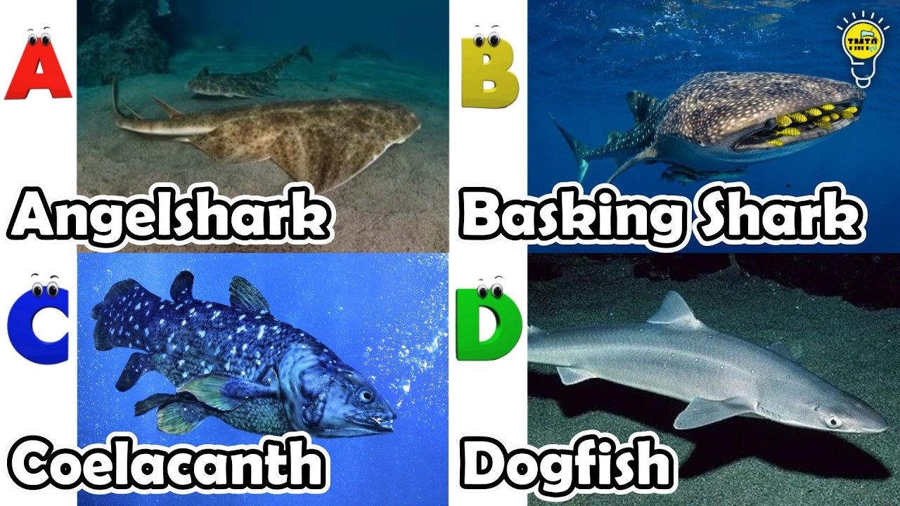 ABC phonics animals | ABC Sea Animals song | Alphabets Kids Song #angelshark