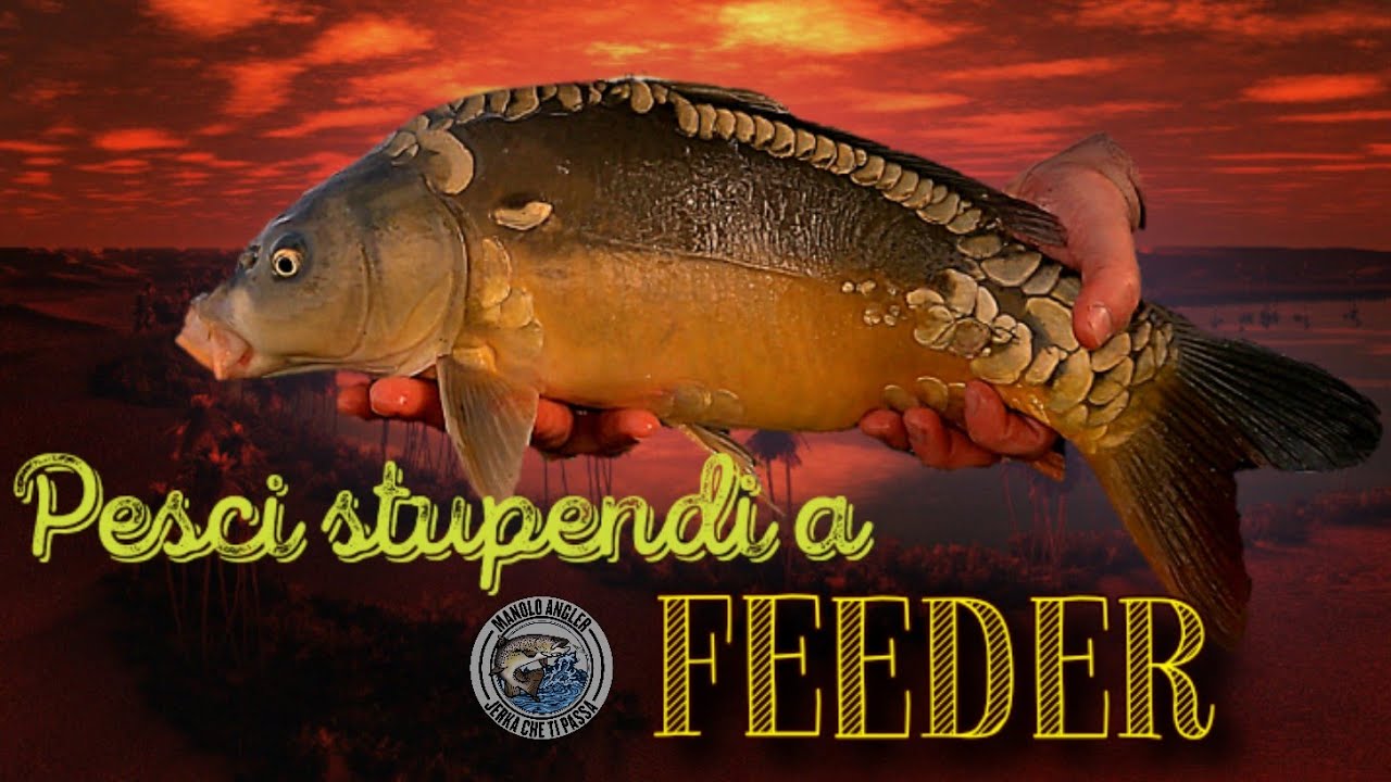 Pesca a Feeder in laghetto - Solo Carpe a Specchio
