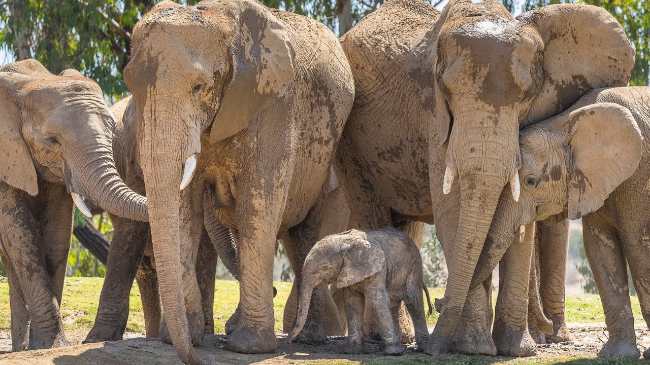 Elephant Cam Live