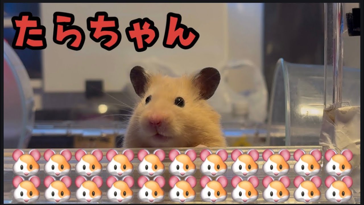ただただたらちゃんを見守るやつ