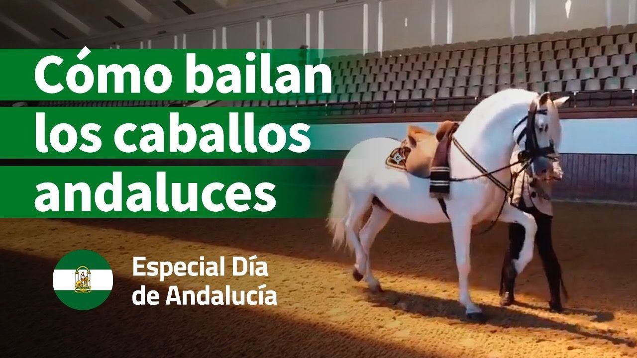 Especial Día de Andalucía | Espectáculo 'Cómo bailan los caballos andaluces' de la Real Escuela