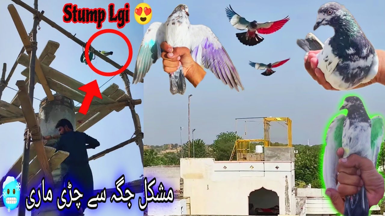 Aj Bazi Ura Mohar Me +2 Kabutar Pakre😍