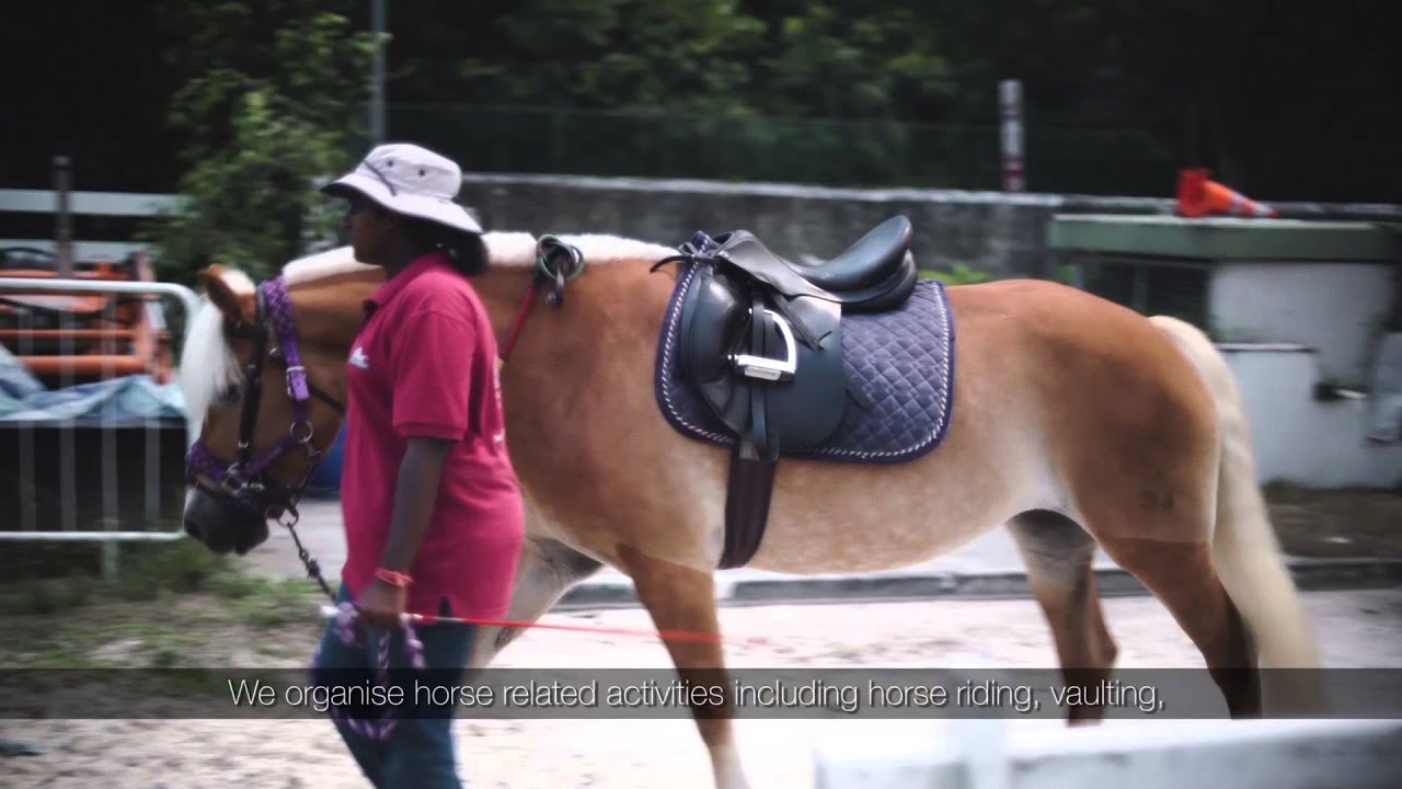 Horse Jobs in Singapore | Career in Equine Industry
