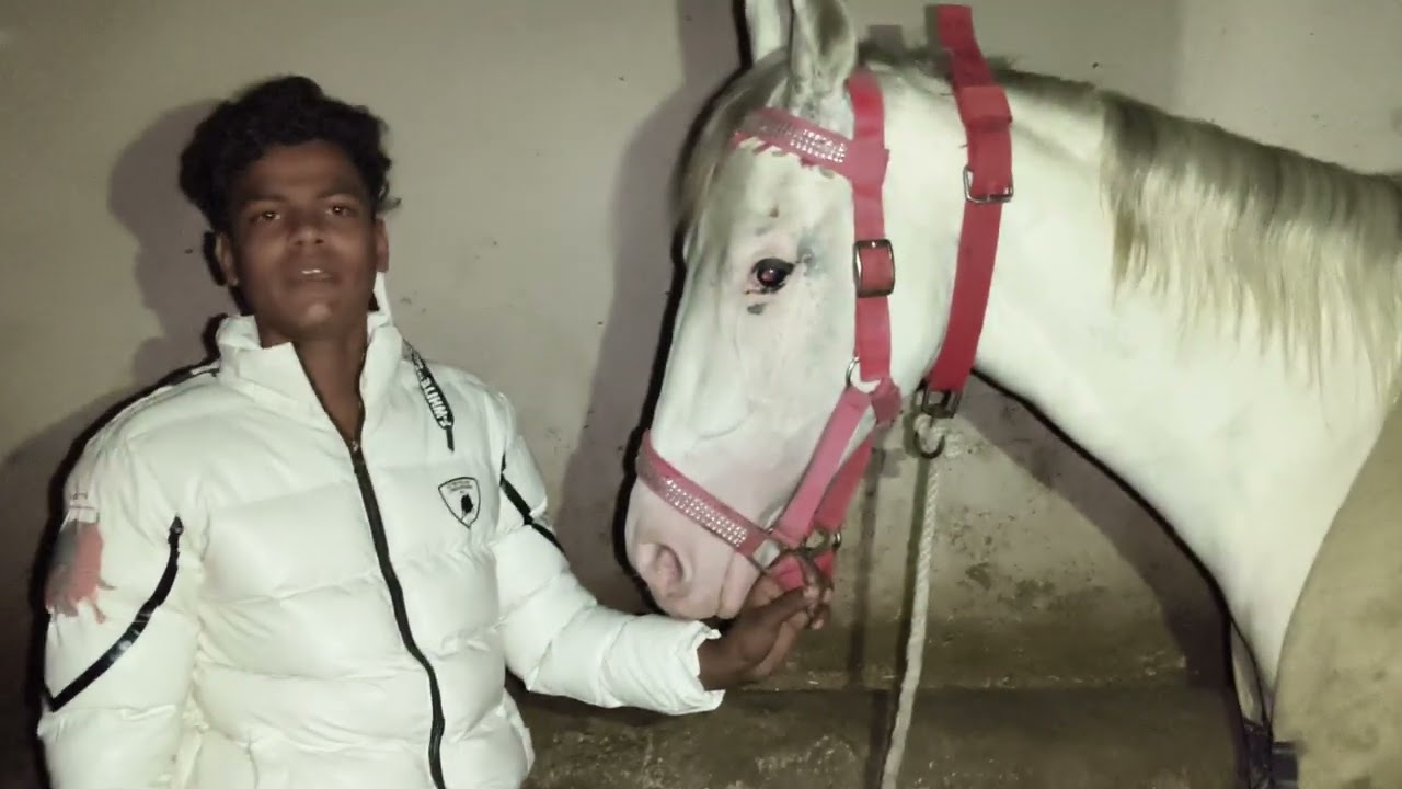 पंजाब से आया हुआ माल आ रहा है बरहमपुर मिले तो जिसे भाई देख रहे हो बरहमपुर में ले आ जाओ 🙏👍 लाइक एंड 