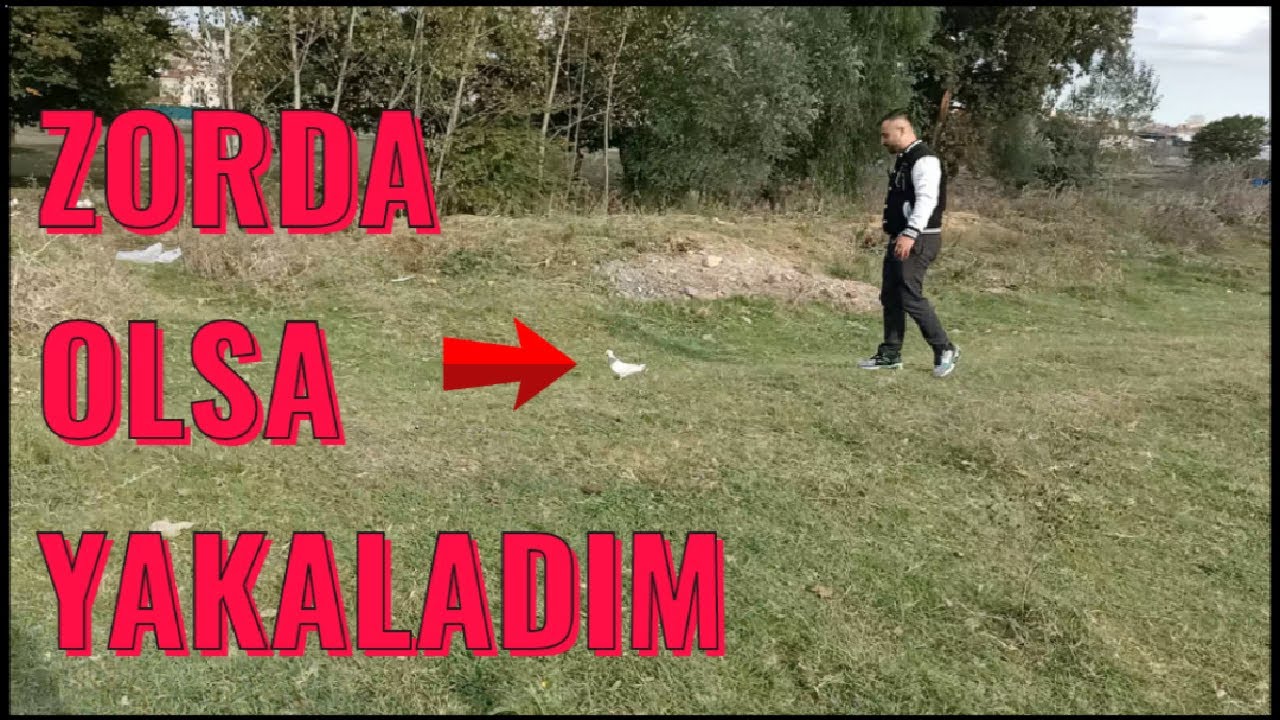 Kaçak Güvercin Yakaladım ( Bu Kuş Milyarlık )