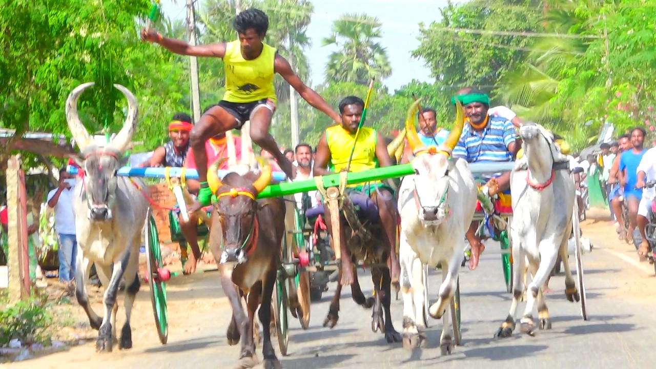 இளங்காடு பூஞ்சிட்டு 2 பந்தயம் 22.02.2026