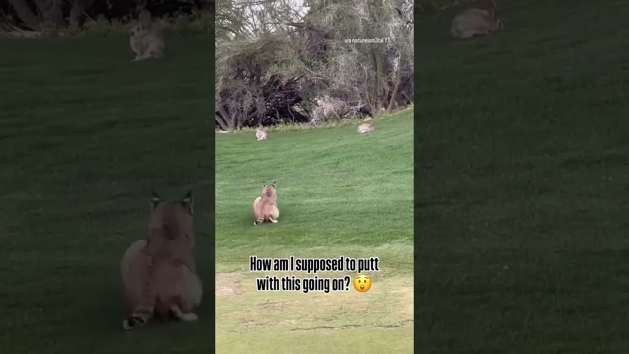 Wild scene on a golf course in Arizona 😳