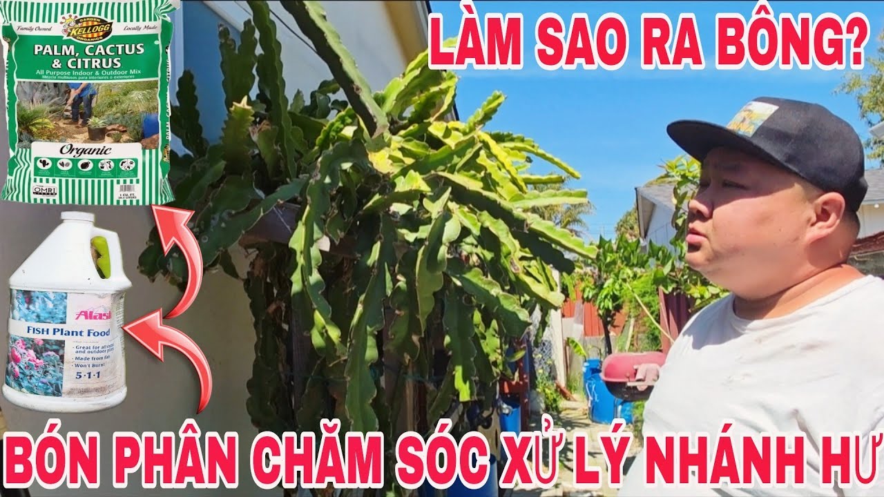 Trồng Thanh Long Bằng  Đất Mua ở Lowe's Chia Sẻ Bón Phân Cách Cắt Tỉa Để Giúp Cây Ra Bông Nhiều Trái