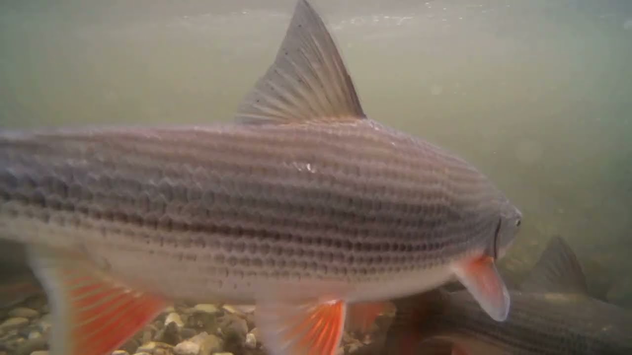 Laichzug der Donaunasen in der Fischa
