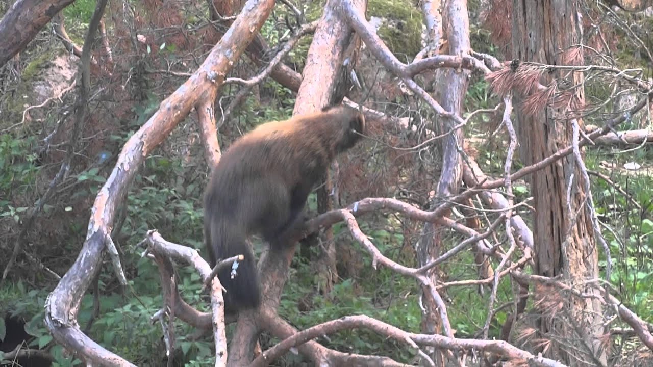 Wolverines in Kolm&aring;rden Zoo, Sweden / Росомахи