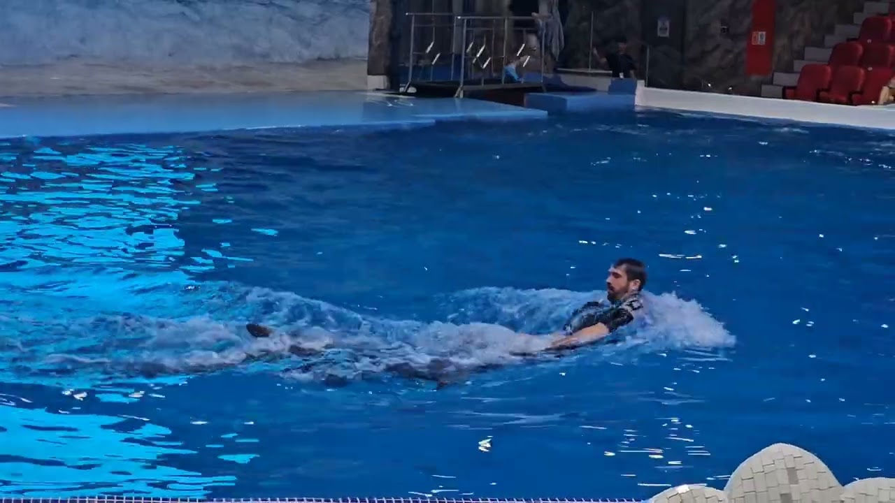 COX PİS !!! Dubayda Delfin şousu🐬