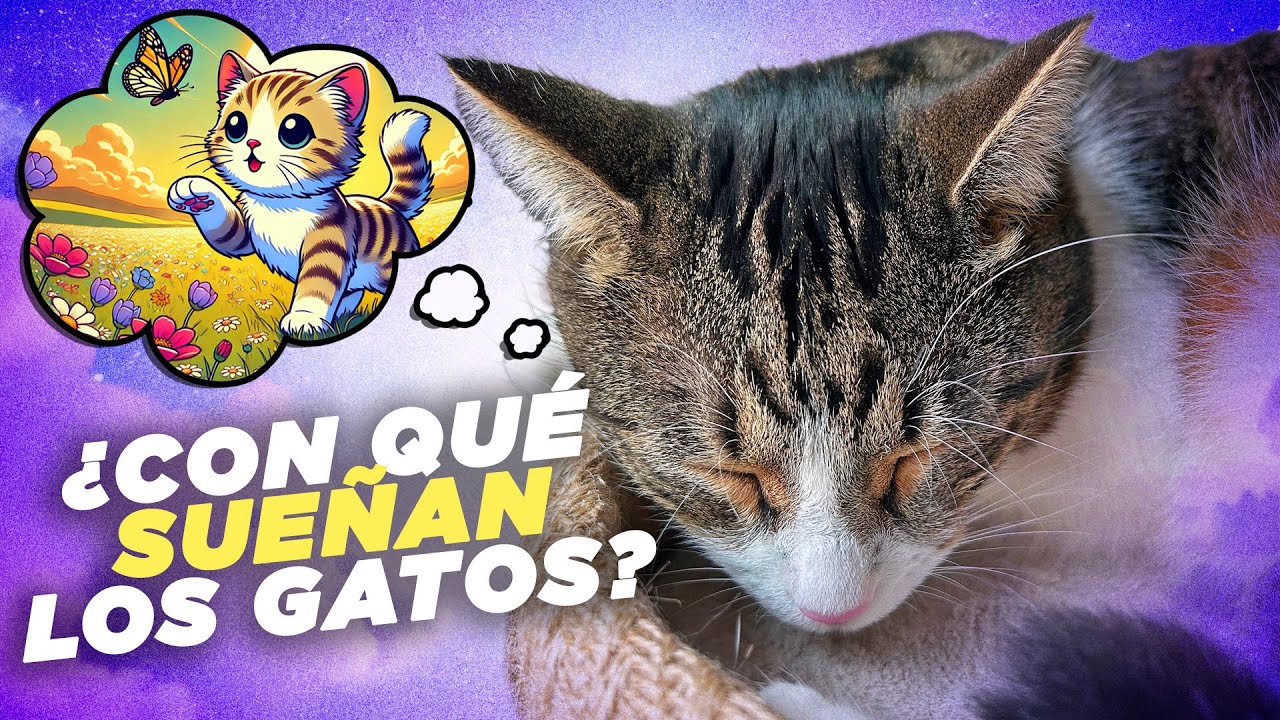 ¿CON QUÉ SUEÑAN LOS GATOS? 🐱💤 | Los secretos de los gatos cuando duermen