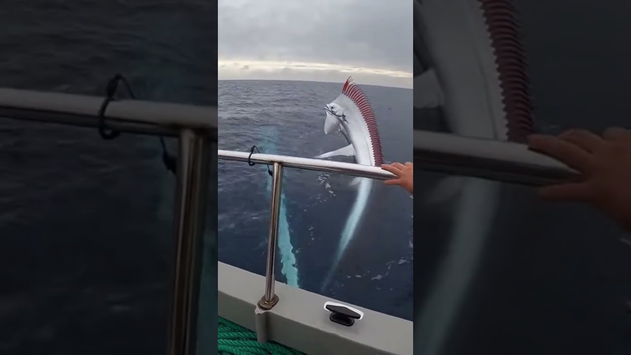 Massive Oarfish Rises Beside Fishing Boat &mdash; Rare Deep Sea Encounter #boatchaos #fishing #fishinglife