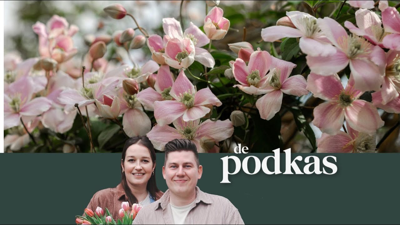 Klimplanten in de tuin | Welke planten zijn geschikt voor je gevel? - De Podkas #S3E12
