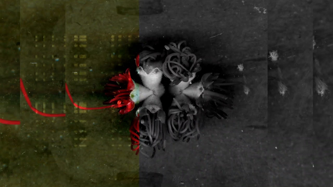 Eleck - Blackout  -  #ART21DRC002 Video: Dietriangle