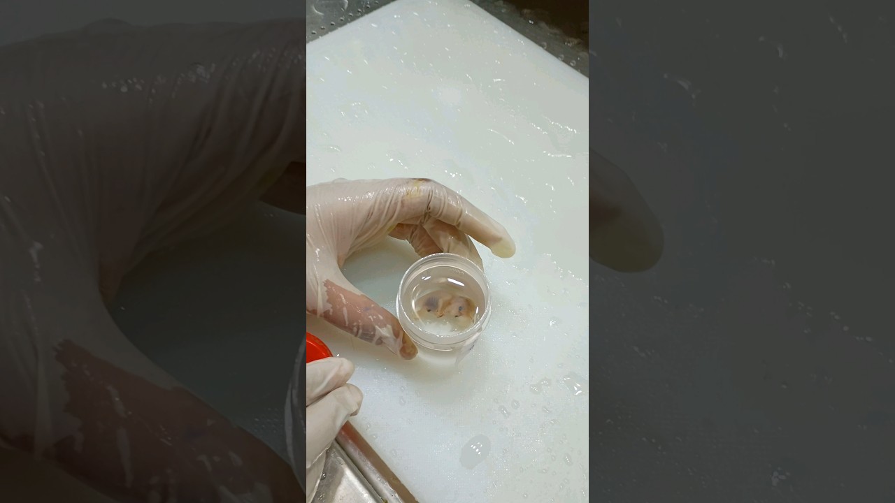 Very tiny real human fetus