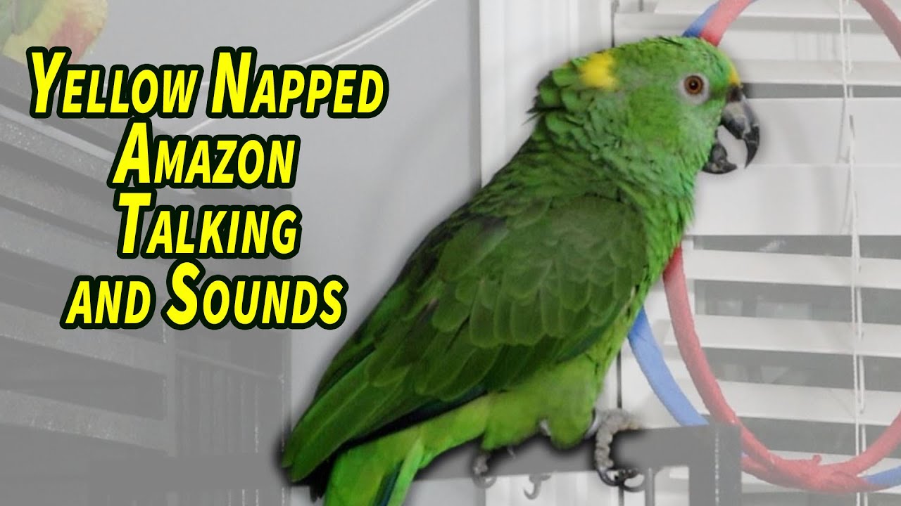 Yellow Napped Amazon Parrot Talking and Sounds