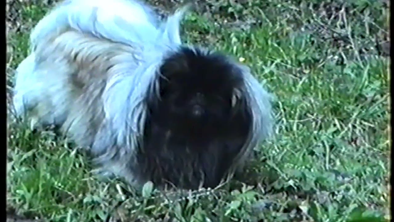 Jasenie 1996
